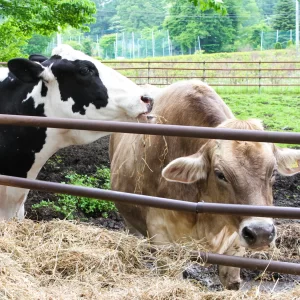 牧場_正方形cow4